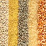Grain